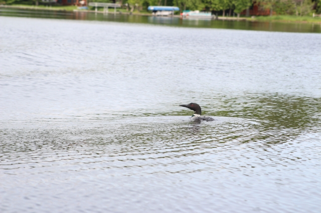 We wouldnt be in Minnesota without a loon picture!